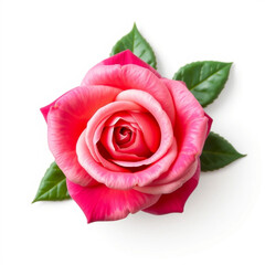 Fototapeta premium Beautiful rose flower clpart, with isolated on white background 
