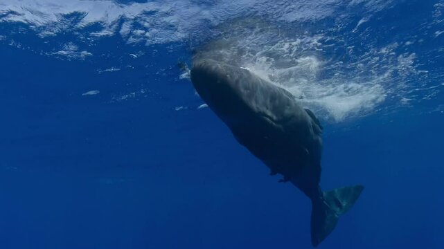 Underwater view of a young sperm whale approaching the camera at the surface, pausing to observe while tilting to its side.