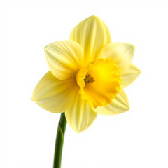 Fototapeta premium Beautiful daffodil flower clpart, with isolated on white background 