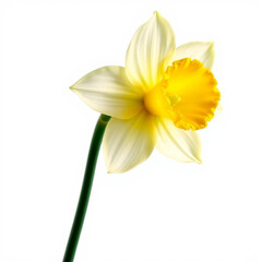 Fototapeta premium Beautiful daffodil flower clpart, with isolated on white background 