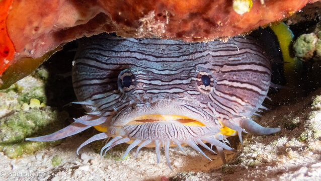 Splendid toadfish