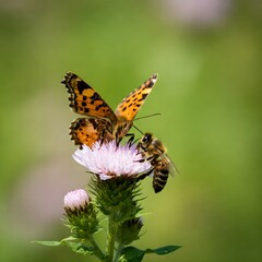 Butterfly and Bee Sharing a Flower
