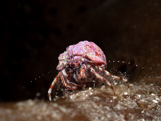 Pink hermit crab