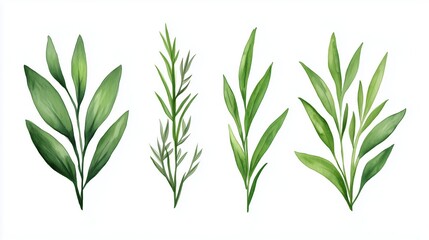 Obraz premium Collection of Tarragon Leaves on Isolated White Background for Culinary and Botanical Use in Fresh Herb Designs