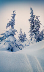 Sunny morning scene in the mountain forest after heavy snowfall.