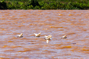 São João da Barra, RJ, Brazil, 01/02/2025 - Flock of great egrets, Ardea alba, flying over Paraiba do Sul river