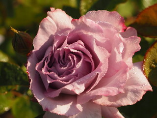 藤色のバラ　清流