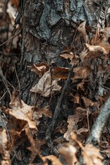 Fall tree bark with leaves on the ground.