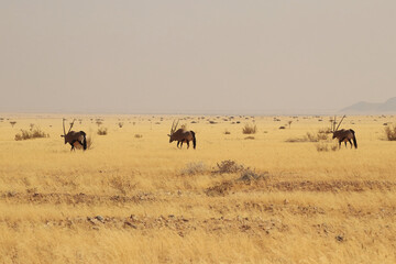 Echoes of Survival in the Namibian Expanse
