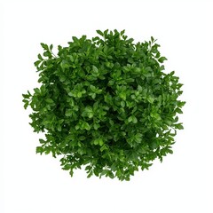 Fresh parsley thyme plant top view isolated on white background