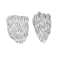 Lion's mane mushroom, Hericium erinaceus. Vector hand-drawn illustration in sketchy ink style. © Yuliya