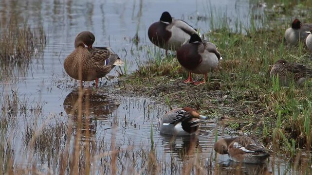 Mallard Ducks, Anas platyrhynchos, and Wigeon, Anas penelope, resting at edge of lake. Winter. UK