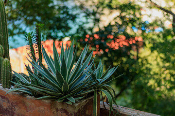 Agave mountain side, Colombia