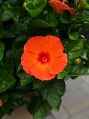 red flower in the garden