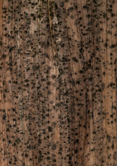 Close up of Monochromatic Dry Leaf With Fungi Spots