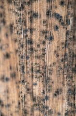 Close up of Monochromatic Dry Leaf With Fungi Spots