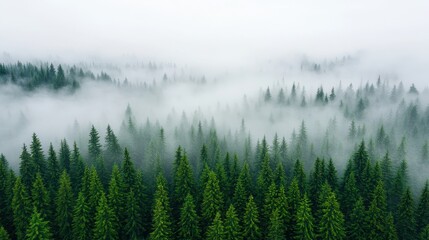 Obraz premium Misty Forest Landscape Surrounded by Lush Green Pine Trees