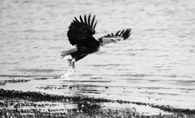 Bald Eagle