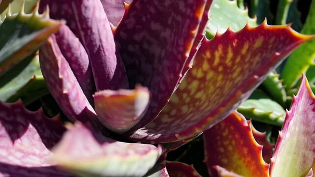 Close-up of vibrant purple and green succulent plant with intricate leaf patterns in sunlight, natural beauty and botanical concept