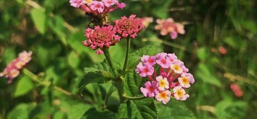 the pink lantana camara