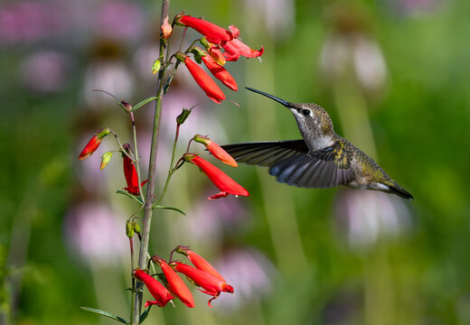 A beautiful close up of a Ruby-throated female Hummingbird flying up to a brightly orange Firecracker Penstemon flower cluster ready to pollinate.