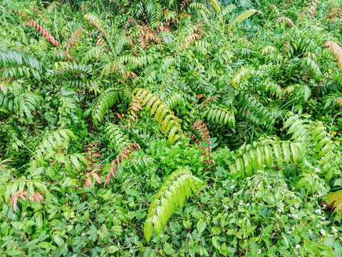 Lemidi or lemiding (Stenochlaena palustris) is an edible medicinal fern species. Stenochlaena is a genus of ferns of the plant family Blechnaceae.