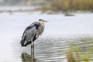 A great blue heron hunting for food in the Saint Lawrence river with green foliage in foreground