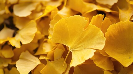 A close-up of vibrant yellow maple leaves against a soft background, emphasizing the vein details and fall coloration.