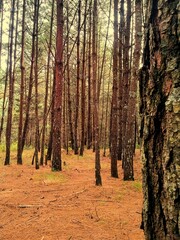 Paisaje de bosque con veredas 