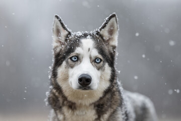 Siberian Husky during light snowfall
