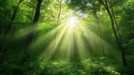 Fototapeta premium Warm Light Illuminates Forest with High Contrast Textures