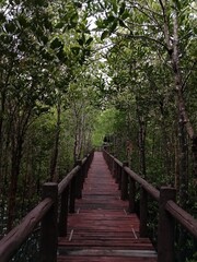 wooden bridge in forest