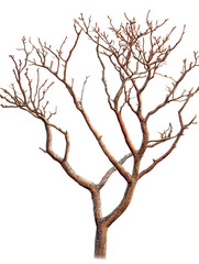 A barren tree with intricate branches.
