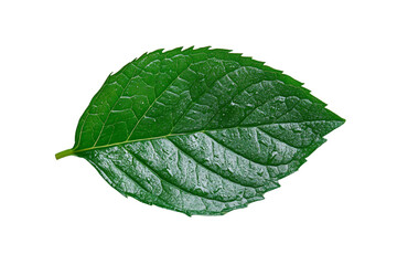 Obraz premium A single fresh green leaf on a white background.