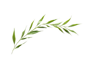A vibrant green olive branch illustration.
