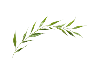 A vibrant green olive branch illustration.