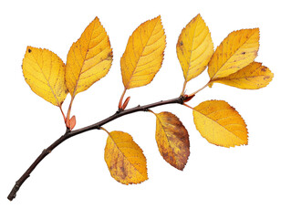 Obraz premium Autumn leaves on a branch, vibrant yellow colors.