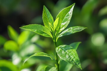 Advancements in tea farming techniques  boosting yield and efficiency in cultivation practices