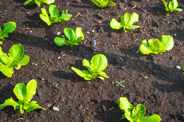 Fresh organic lettuce in a rural greenhouse. Rows of lettuce seedlings. Lettuce ready to pick for a fresh summer salad. Salad plants in greenhouse with automatic irrigation watering system.