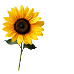Obraz premium Bright sunflower in full bloom showcasing beauty.