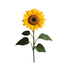Fototapeta premium Bright sunflower with vibrant yellow petals.