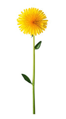 Bright yellow flower with green leaves.