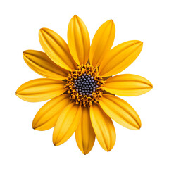 Obraz premium Bright yellow flower with vibrant petals.
