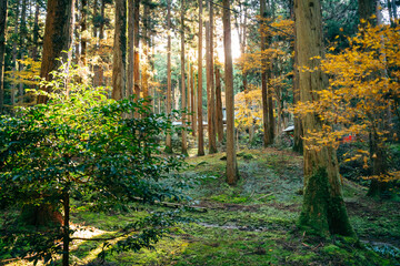 御岩神社　紅葉時期の森の中（茨城県日立市　御岩神社）