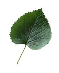 Obraz premium Close-up of a vibrant green leaf.