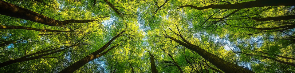 Fototapeta premium Looking up at the vibrant forest canopy with lush, green foliage and breathtaking detail, showcasing the beauty of nature in high-definition. The perfect composition captures the serenity and richness