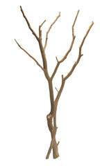 Elegant bare branches against a simple backdrop.