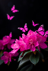Pink Butterflies and Blossoms A Symphony of Nature's Beauty