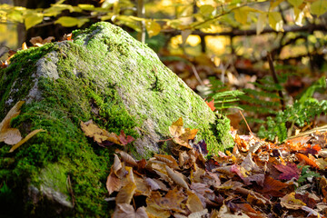 A Large Boulder covered in Green Moss iin a Forest is bathed in Radiant Golden Sunlight