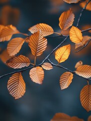 Obraz premium Fall foliage with sunlight filtering through, creating a warm glow.